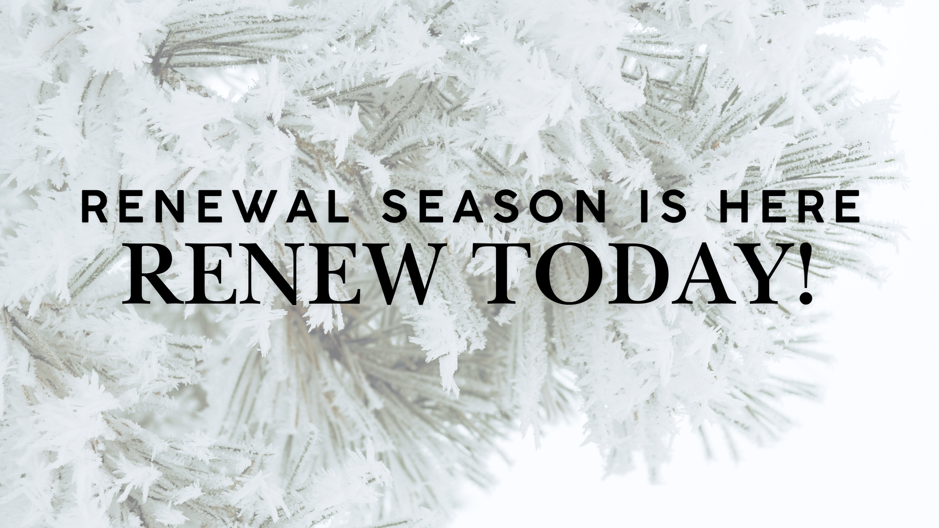 Snow covered evergreen with the words it is NWA Renewal Season.